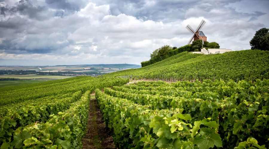 champagne vineyards in france near reims