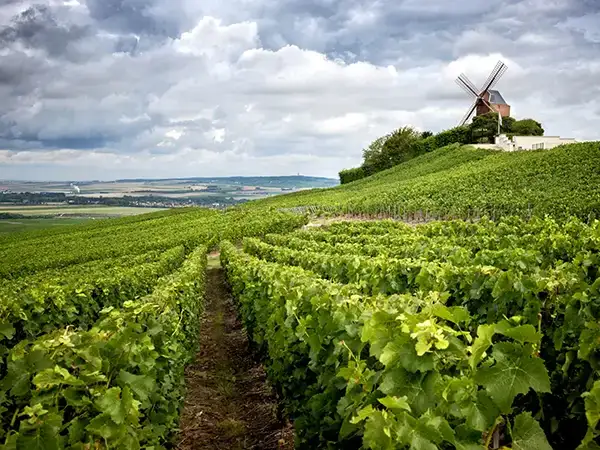 Moulin de Verzenay au milieu des vignes dans la région de Champagne en France